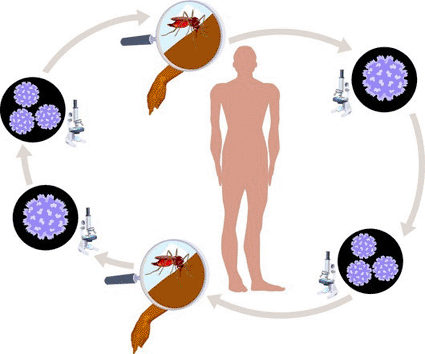 Image: Illustration of the lifecycle of dengue fever, an acute febrile tropical disease spread by the Aedes aegypti mosquito (Photo courtesy of Mark Giles / SPL).